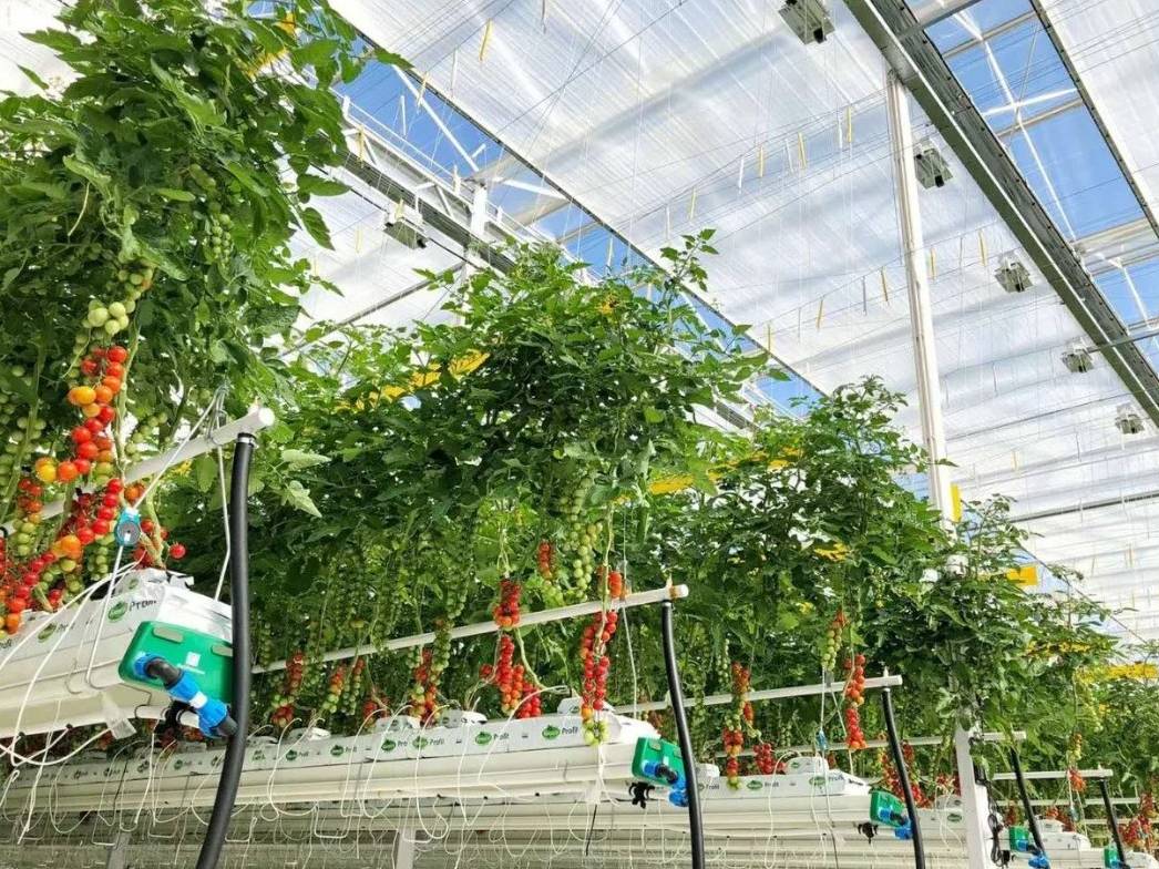 tomato fruit clusters growing under a polycarbonate greenhouse roof