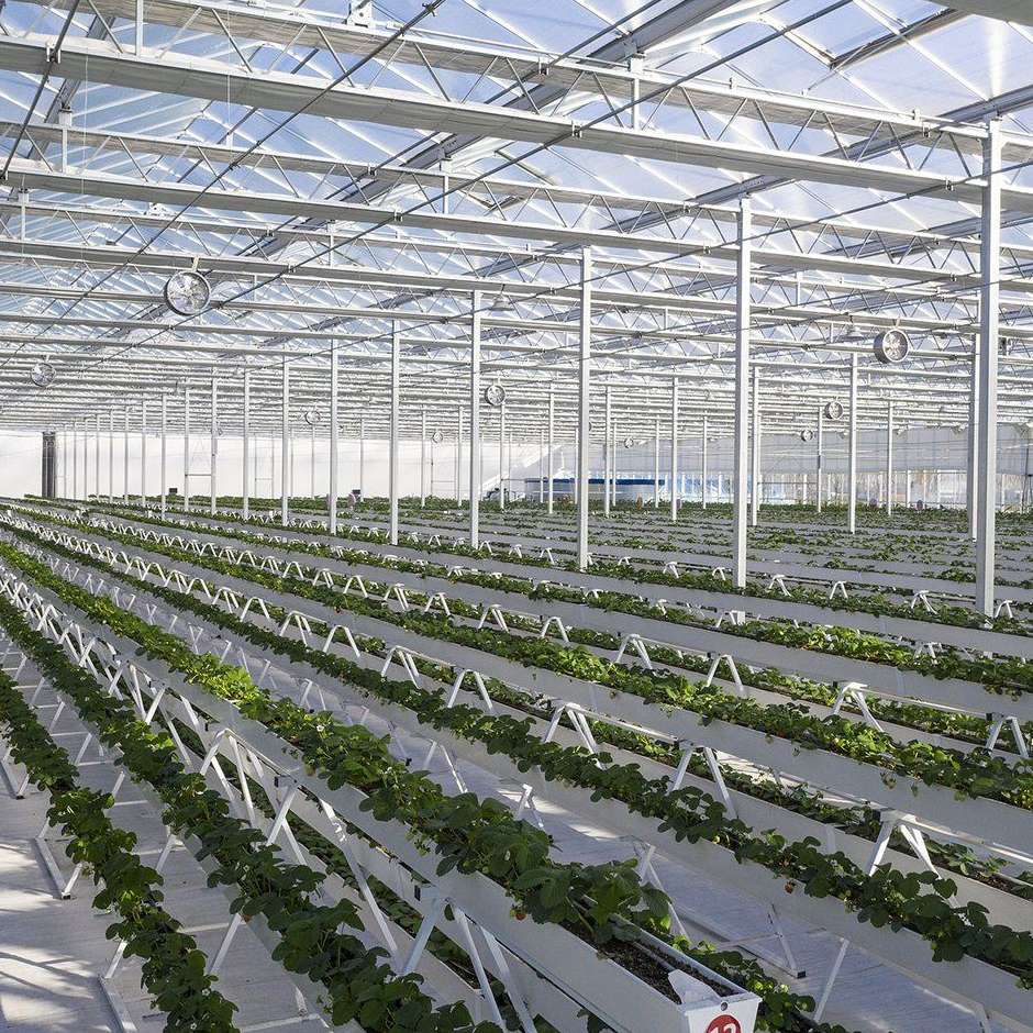 rows of growing gutters inside a polycarbonate greenhouse