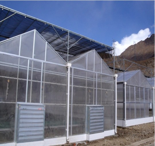 Commercial polycarbonate greenhouse with ventilation windows and cooling pads under a clear sky