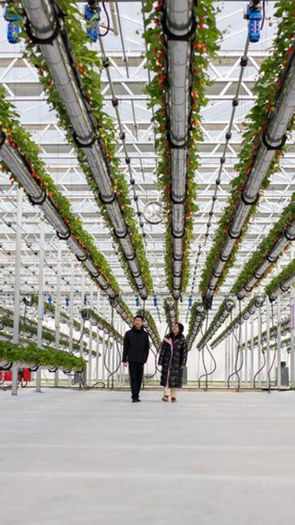 aisle with hanging crop rows and supplementary lighting in a smart greenhouse