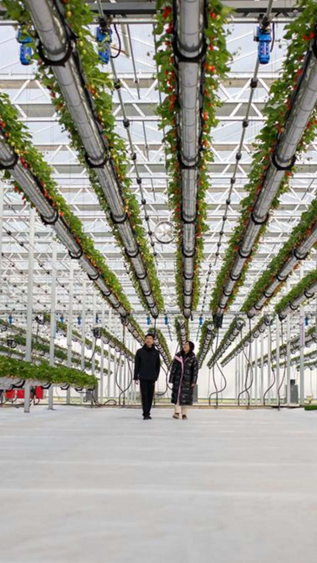 AI Controlled Smart Greenhouse for Commercial Hydroponic Production