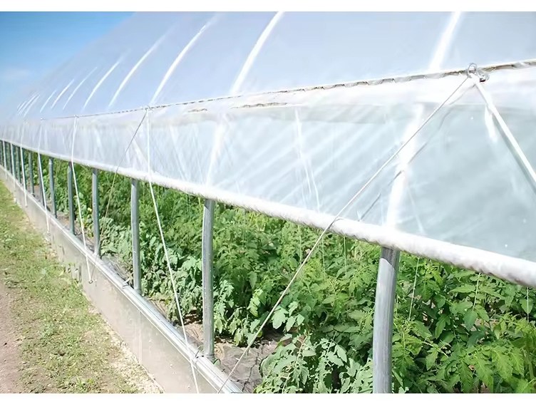vegetable crop rows growing inside a film tunnel greenhouse