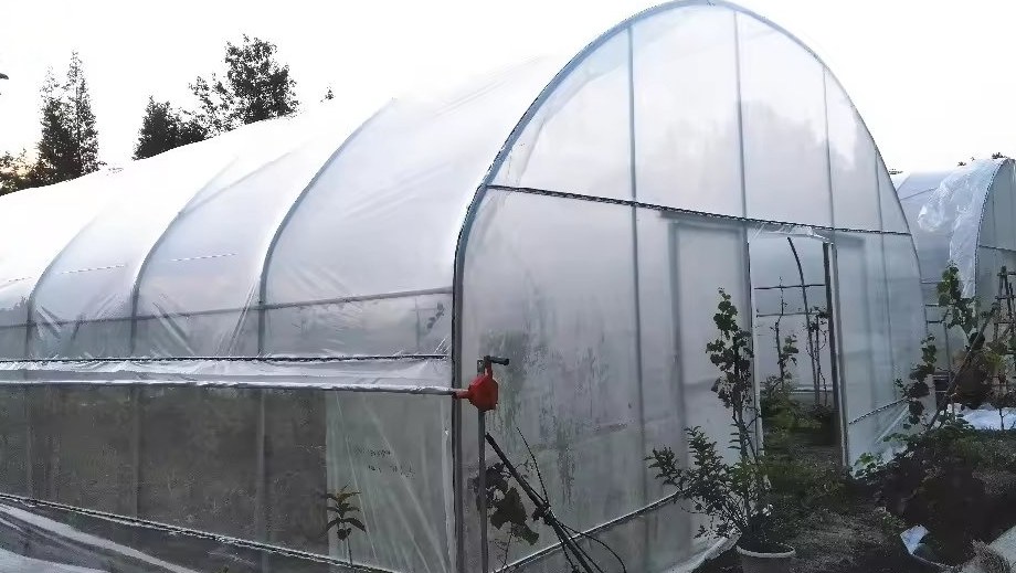 plastic film cover and door on a tunnel greenhouse