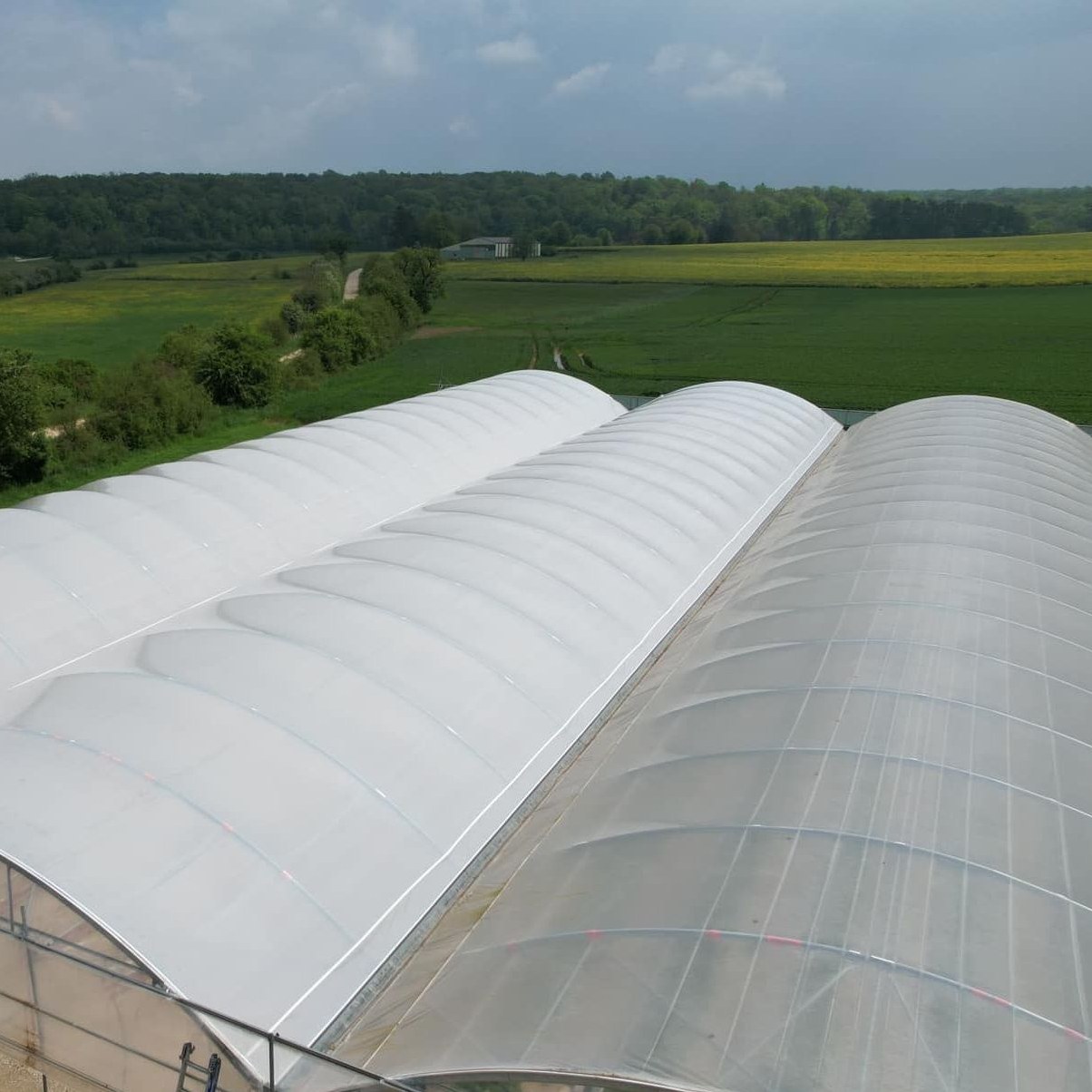Range of plastic film greenhouses standing across open farmland