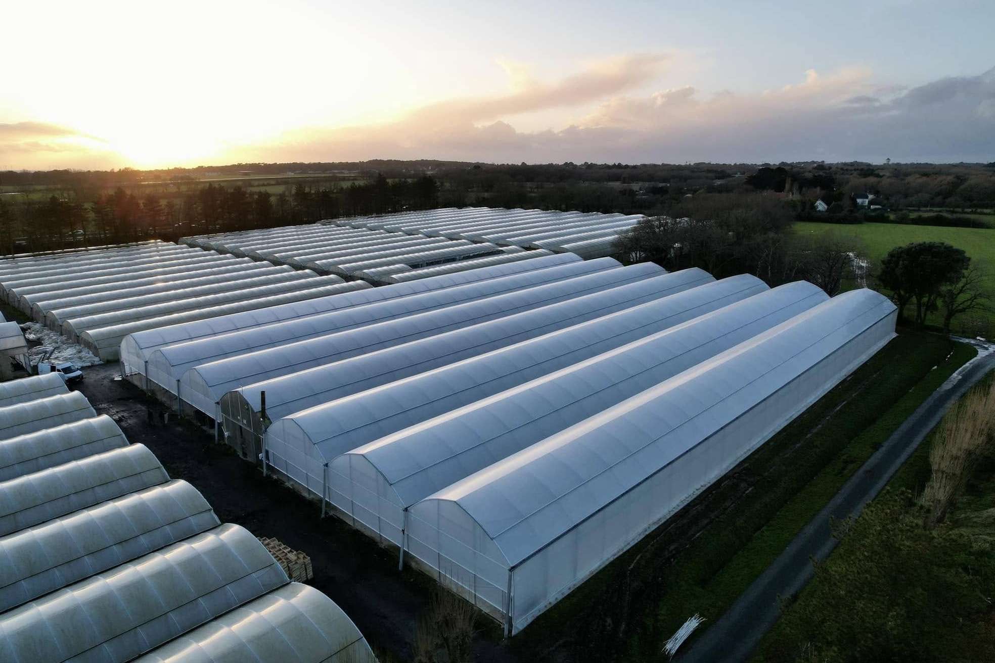 Agricultural Hydroponic Plastic Film Greenhouse for Vegetable Growing