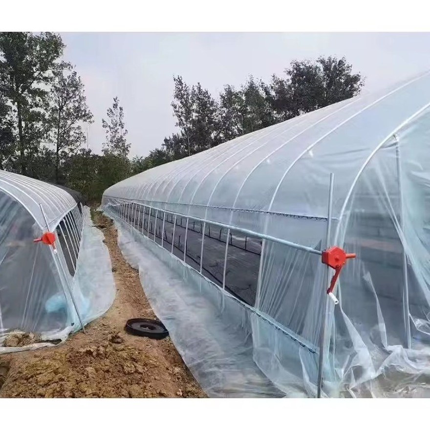 Arched tunnel greenhouse standing in an open field on a clear day