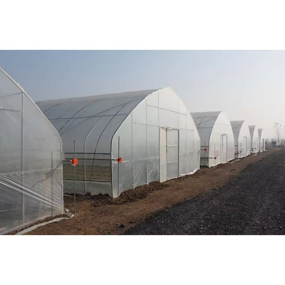 Film cover and hoop frames seen along the length of a tunnel house
