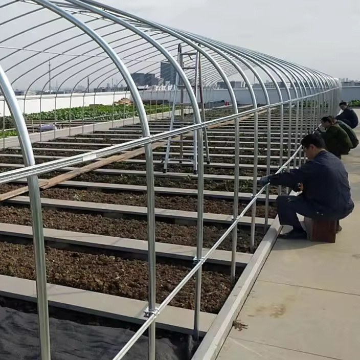 Steel hoop frames and trellis rows inside a tunnel greenhouse