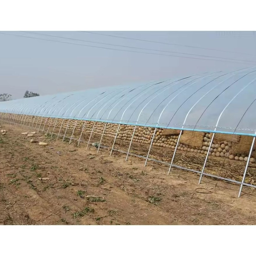 Row of arched tunnel greenhouses standing along a field edge