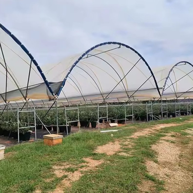 Arched multi span film greenhouse standing in a vegetable field