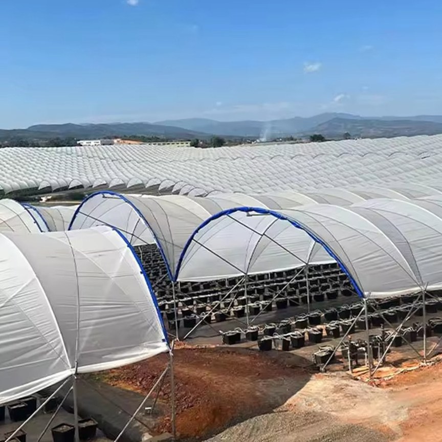 Rows of arched film greenhouses across a prepared growing site