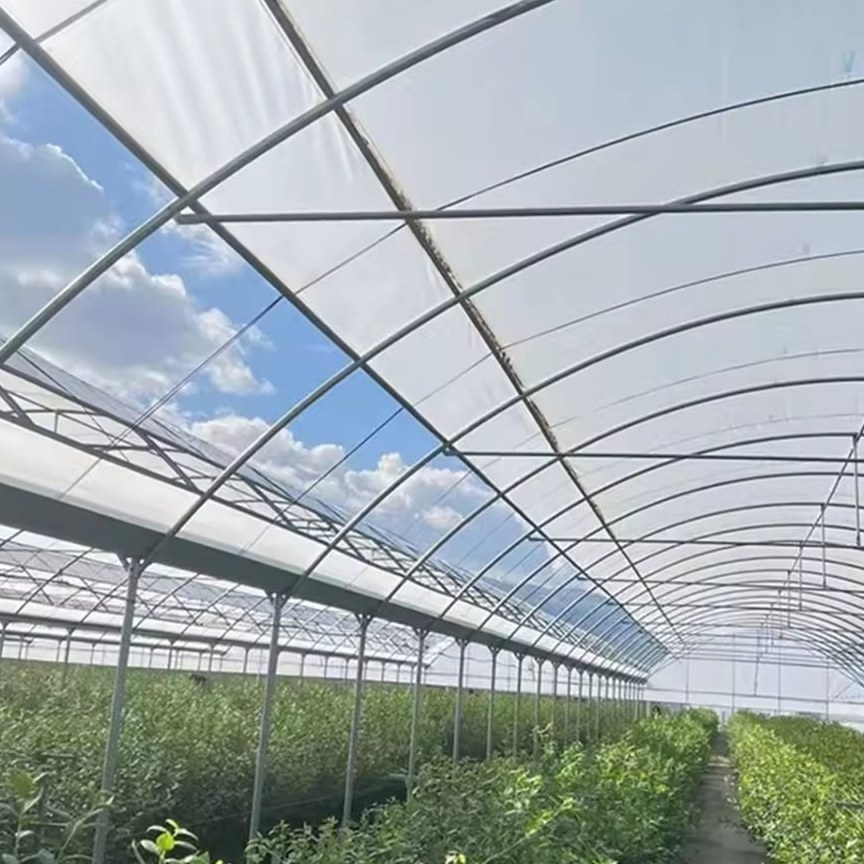 Central aisle and crop rows under the film cover of a multi span house