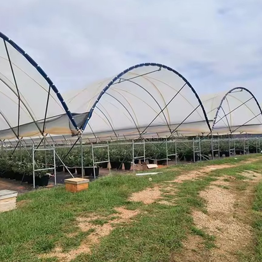 Arched Multi Span Film Greenhouse with Galvanized Steel Frame for Growers