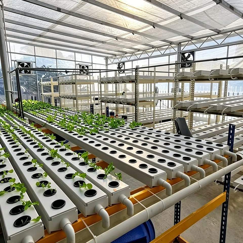 Rows of white growing gullies and young lettuces inside a greenhouse