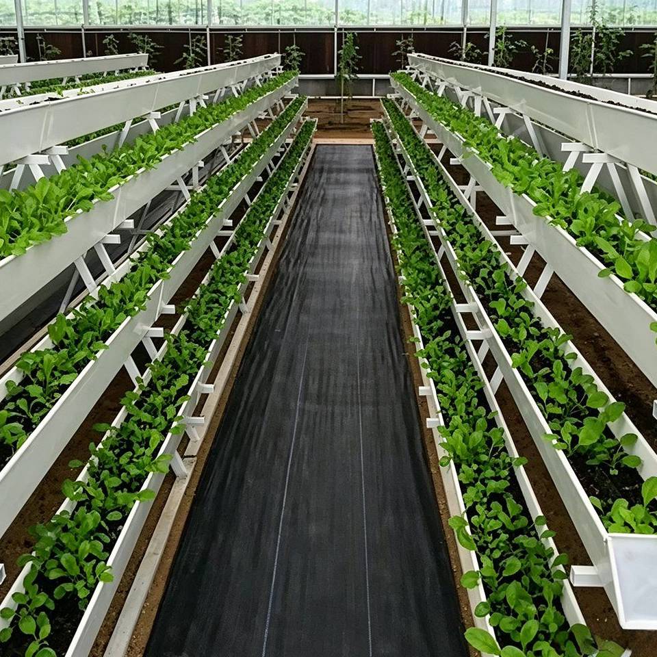 Long rows of NFT growing gullies inside a greenhouse with a black aisle