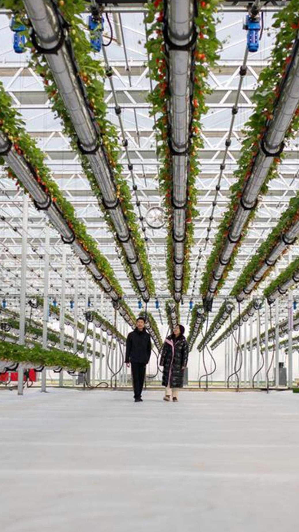 Vertical hydroponic towers under a wide span greenhouse roof