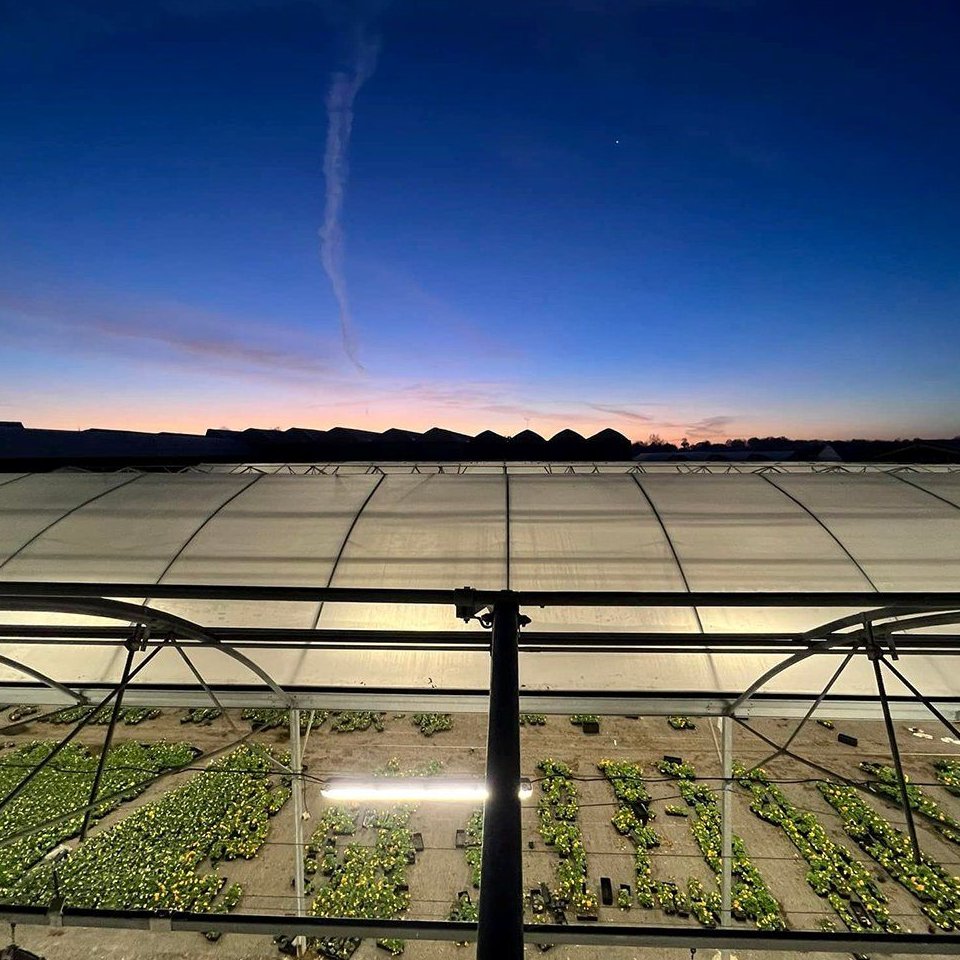 Film greenhouse range at dusk with the sky reflected in the cover