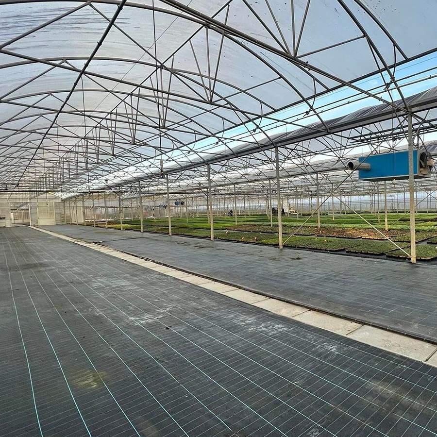 Open floor and covered walkway between the bays of a film greenhouse