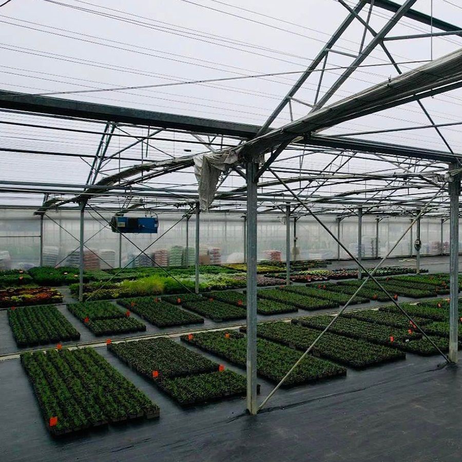 Pot plants standing on benches under the film cover
