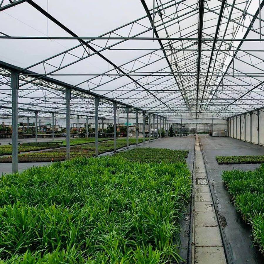 Seedling benches and crop rows inside a multi span film house