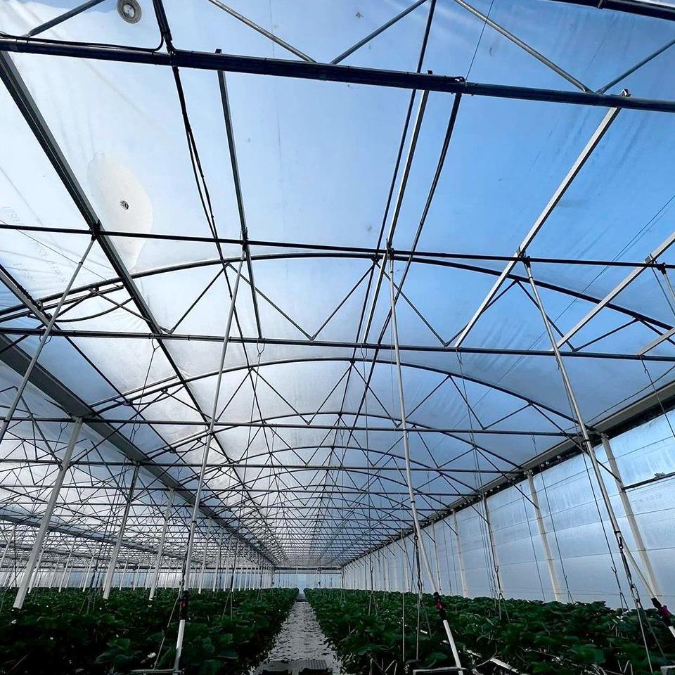 Central aisle and crop rows inside a multi span film greenhouse