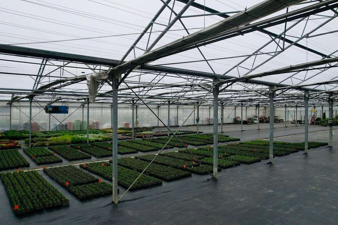 Seedling benches under the film cover of a multi span greenhouse