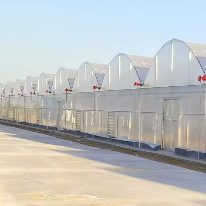 Multi span film greenhouse range seen from the front of the site