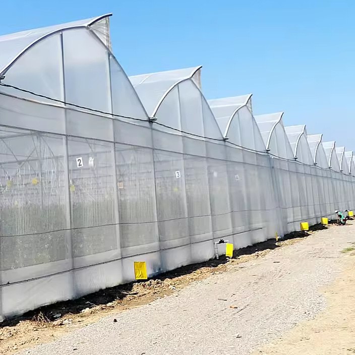 Long row of arched film greenhouses on a commercial growing site