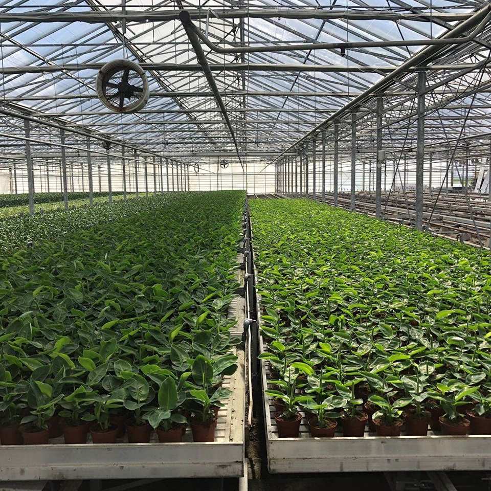 Seedling benches and a circulation fan inside a commercial greenhouse