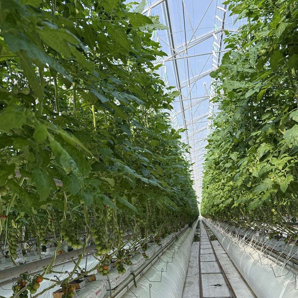 Tall trained crops growing along a central path inside a greenhouse