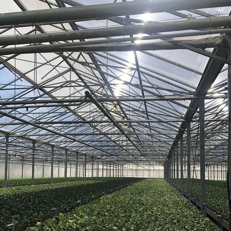 Young plants in trays filling the floor of a large production greenhouse