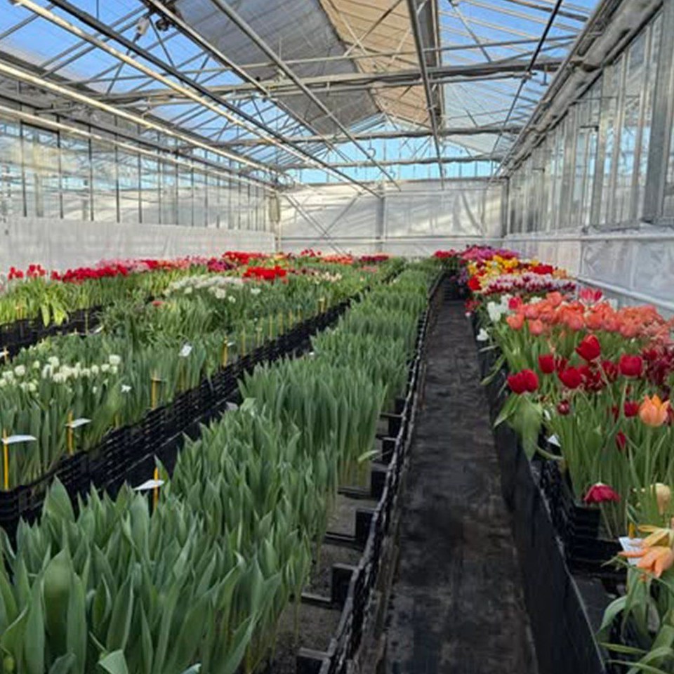 Wholesale Flower Greenhouse for Commercial Floriculture Growing