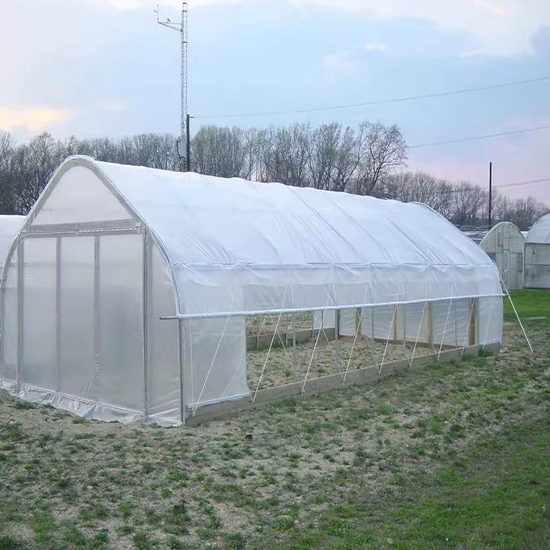 Galvanized tunnel greenhouse with the film cover fixed over the hoops