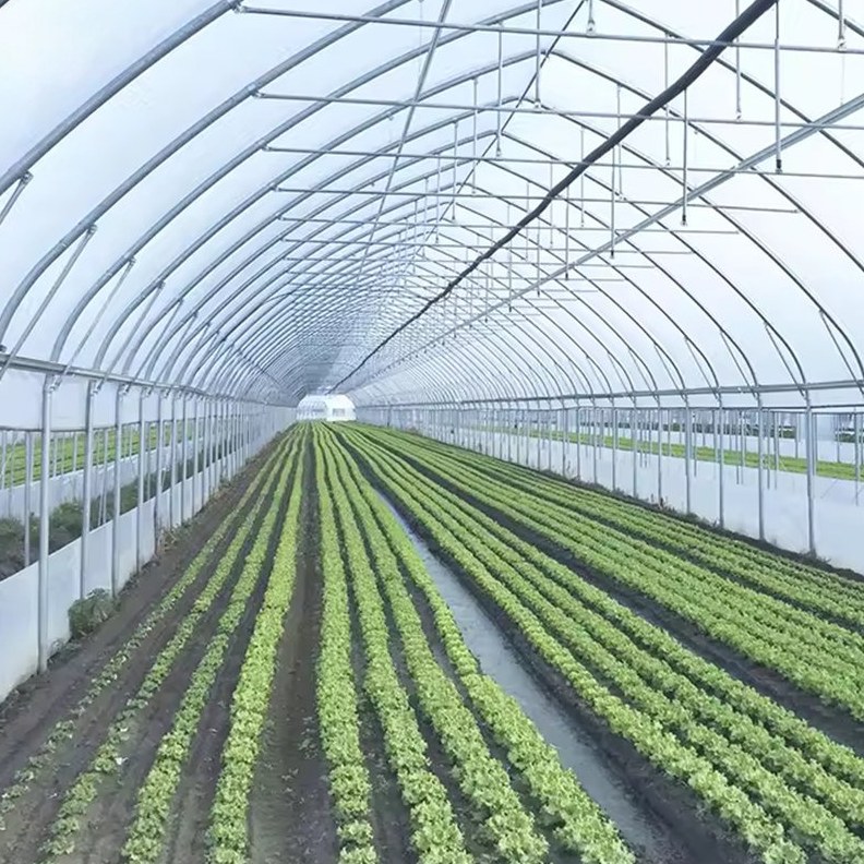Crop rows running the length of a covered tunnel house