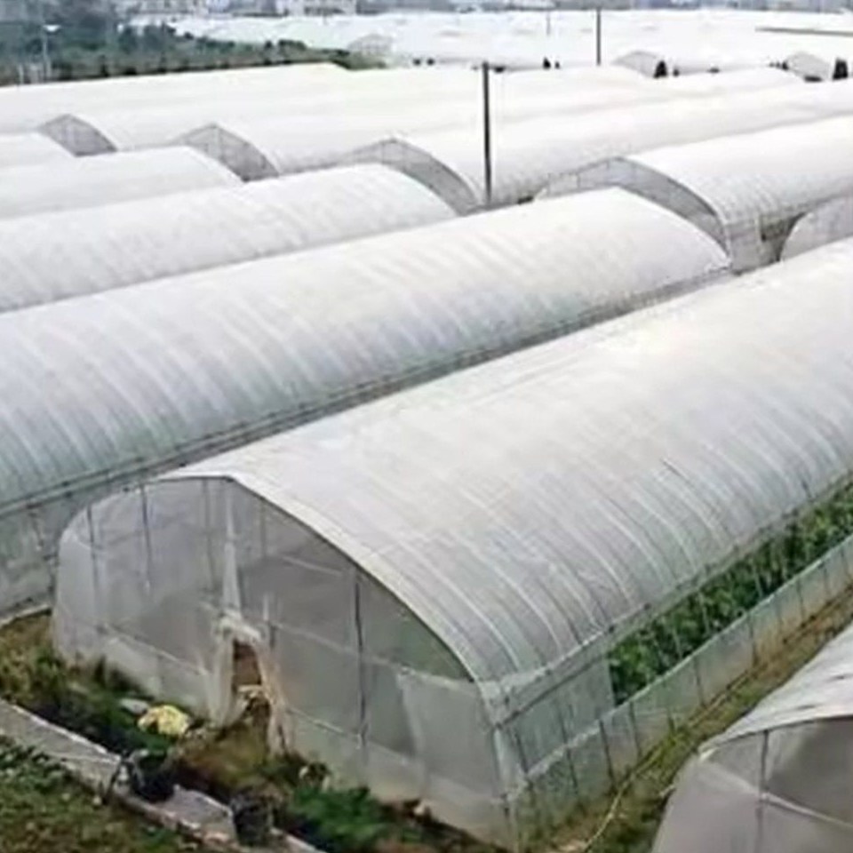 Tunnel greenhouses covered with film on an open growing site