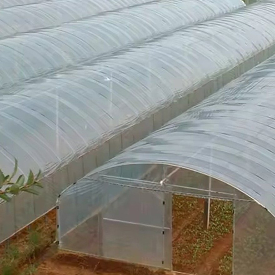 Row of film covered tunnel greenhouses along a field edge