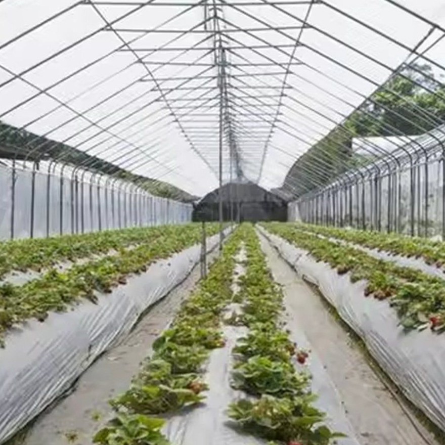 Crop rows running the length of a covered tunnel house