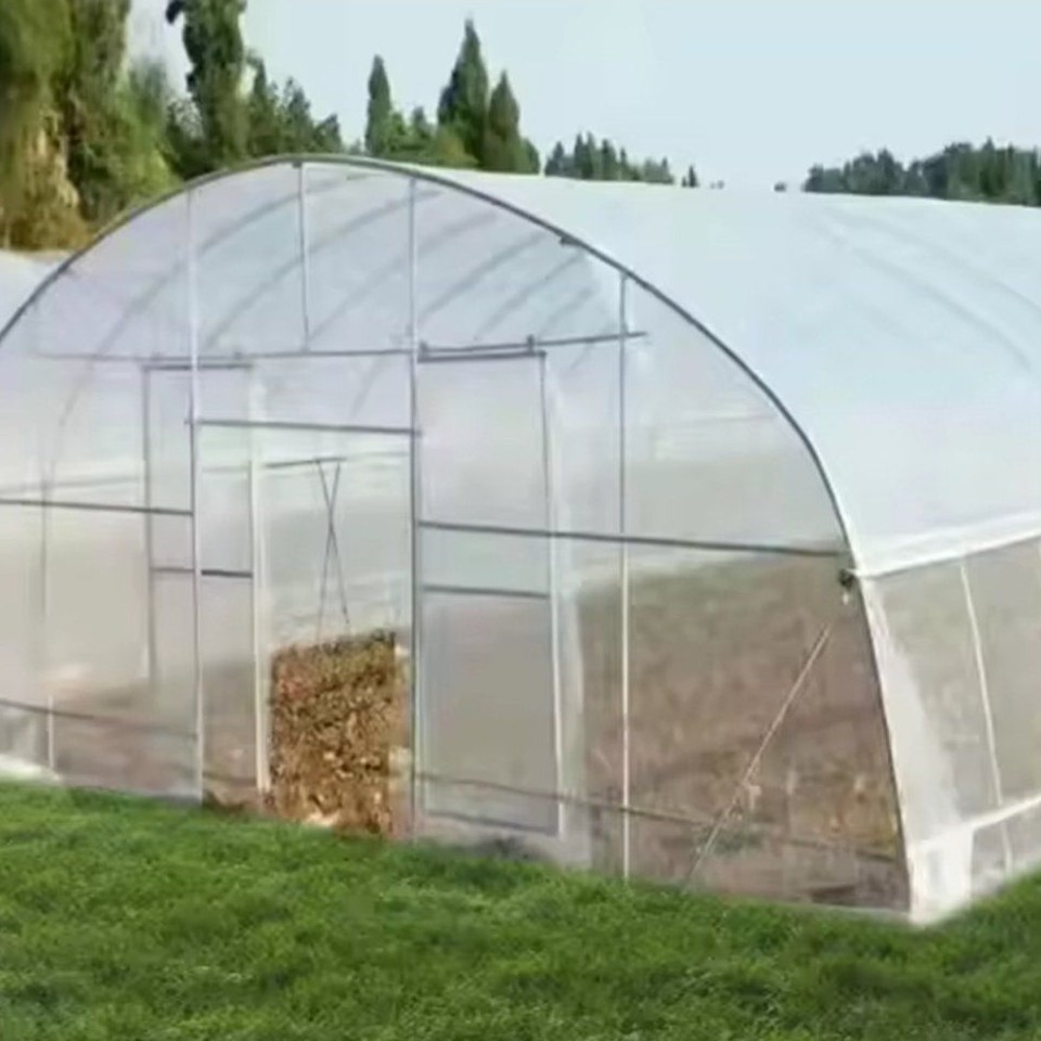 Galvanized Steel Single Span PE Film Tunnel Greenhouse for Tomatoes