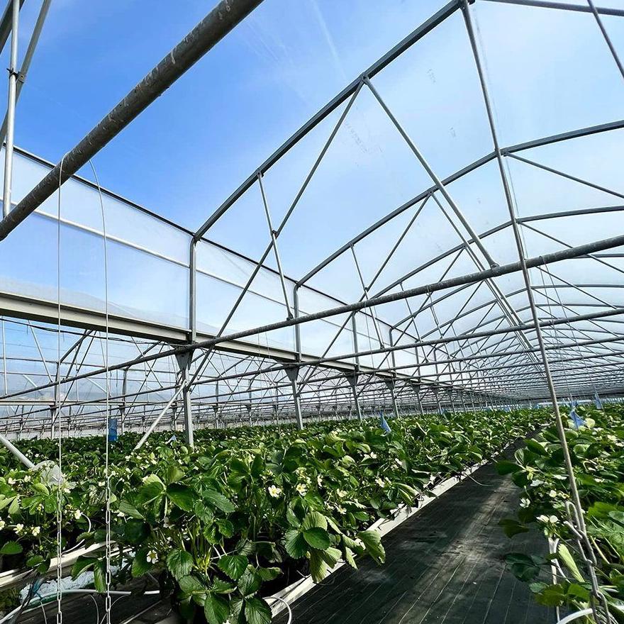 Crop rows growing on channels inside a commercial glass greenhouse