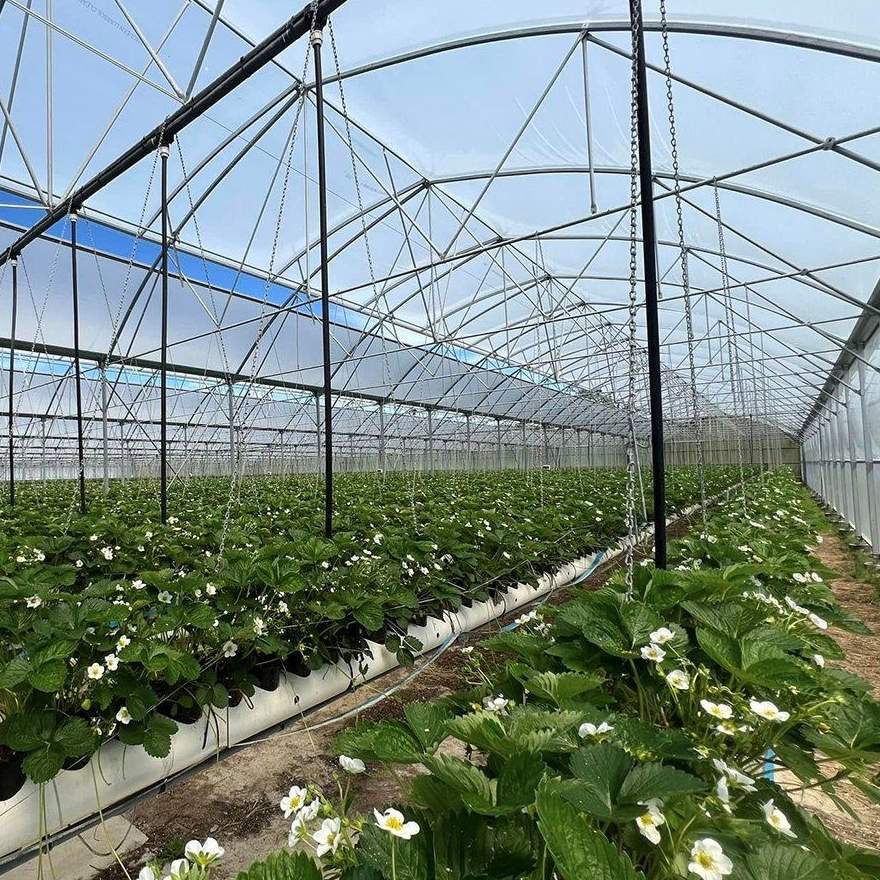 Flowering crop growing in beds inside a glass greenhouse
