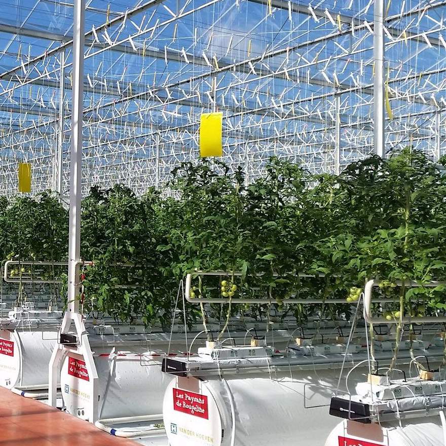 Tomato vines trained on strings with yellow sticky traps under glass
