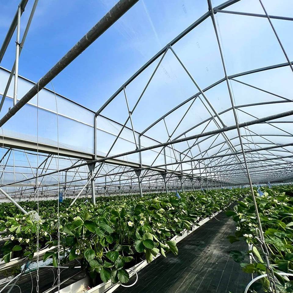 Commercial Glass Greenhouse with 4 mm Tempered Glass Cover for Growers