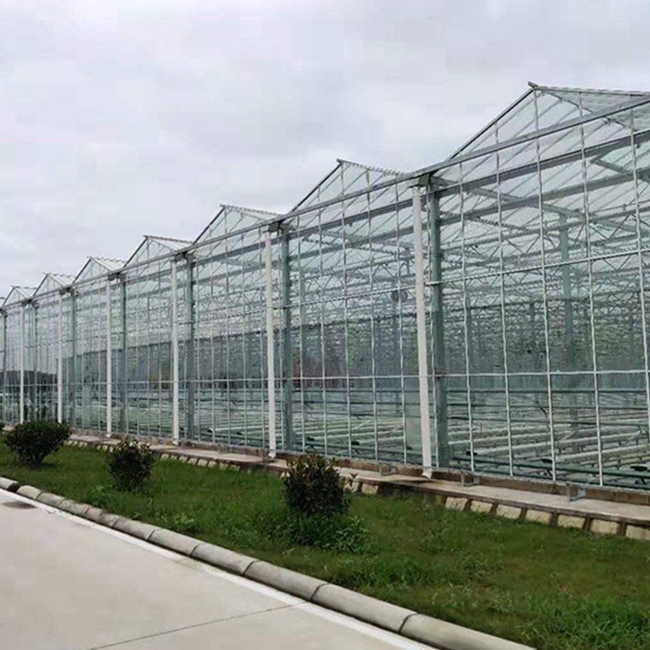 Exterior view of a range of multi-span glass greenhouses on a commercial farm