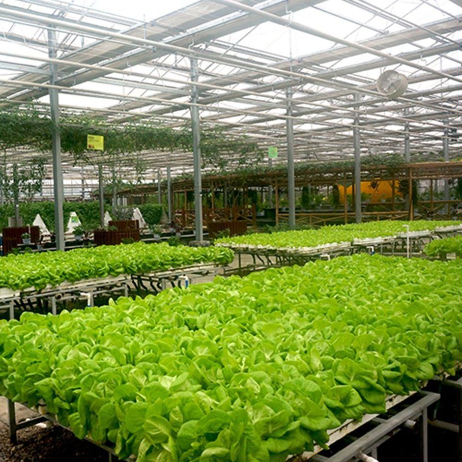 Rows of leafy crops on benches inside a glass greenhouse with overhead irrigation lines