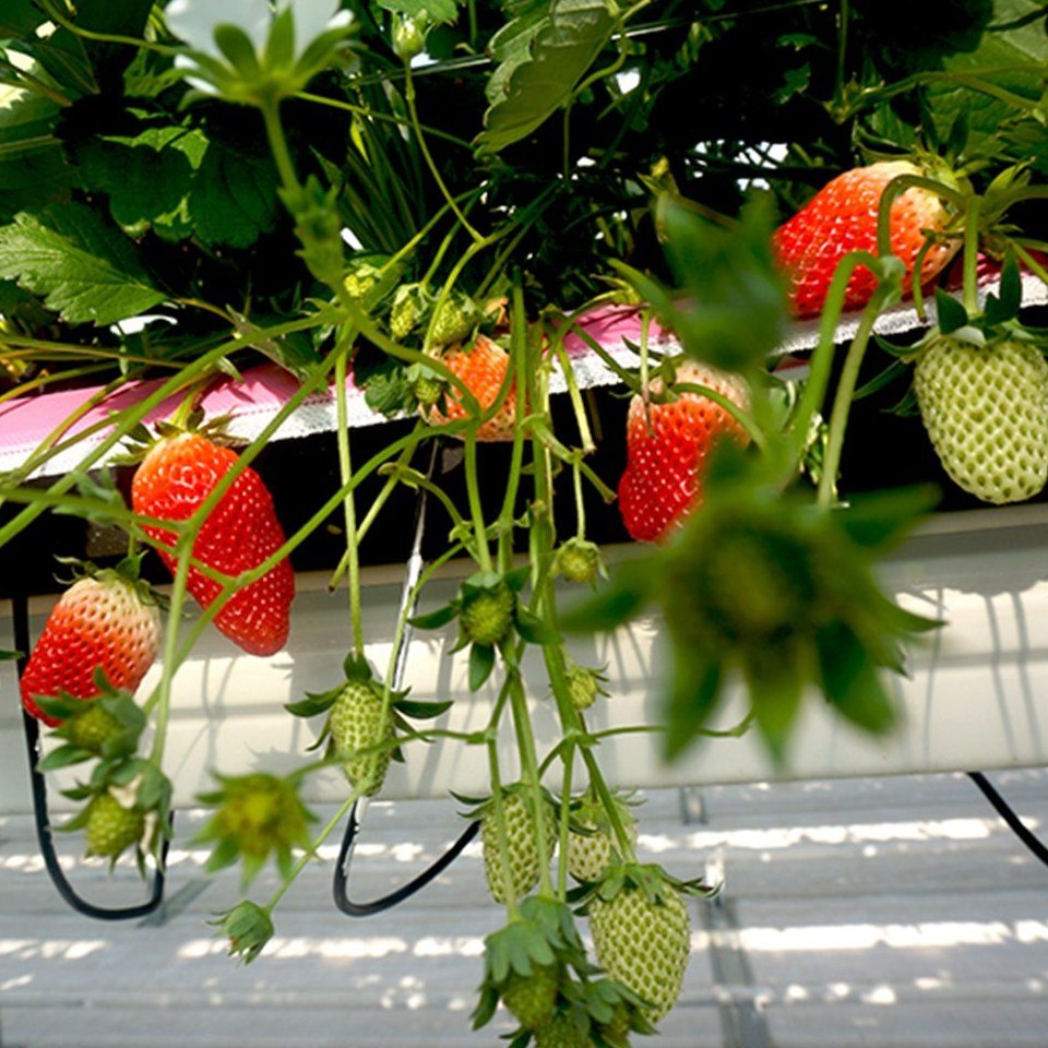 Strawberry plants with fruit growing on a raised bench inside a glass greenhouse