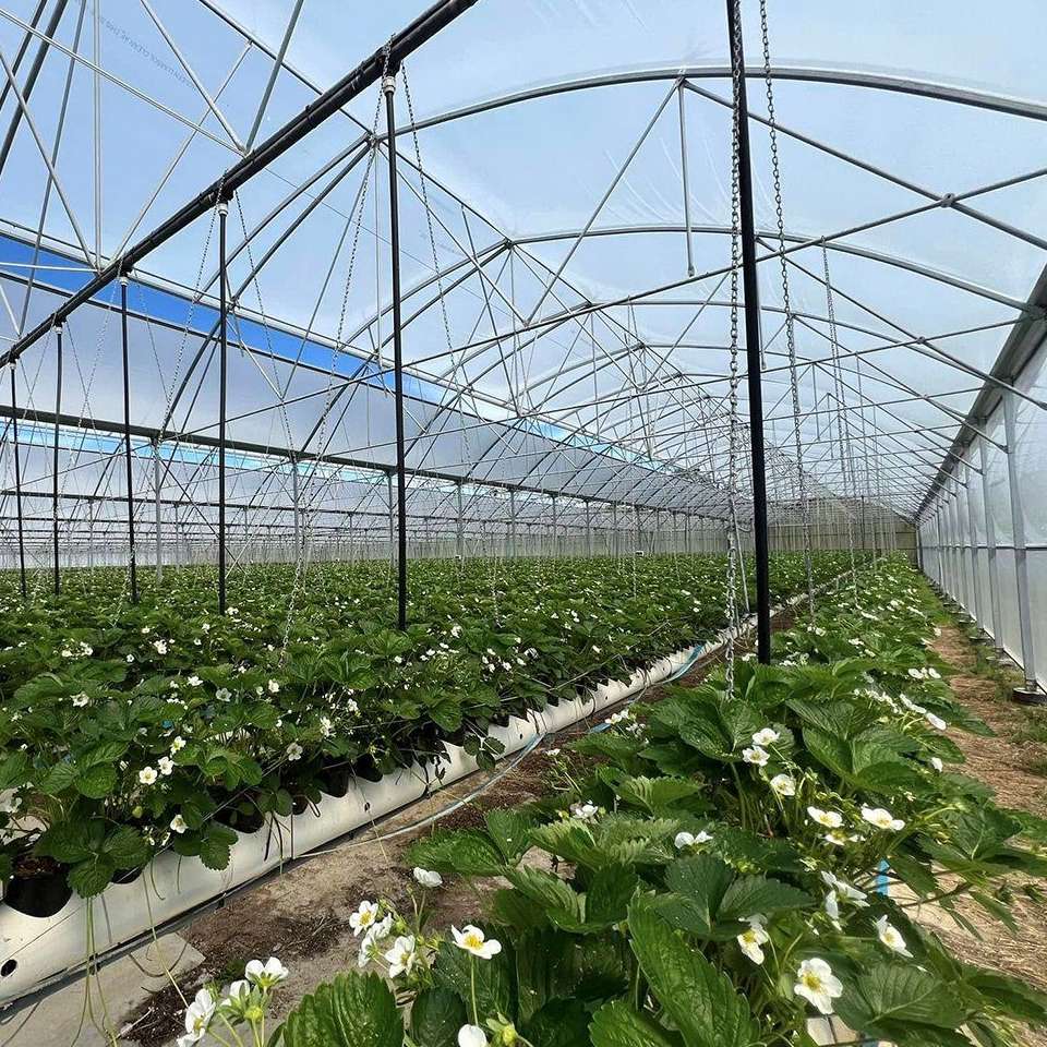 Flowering crop rows under glass with the shade screen partly closed above