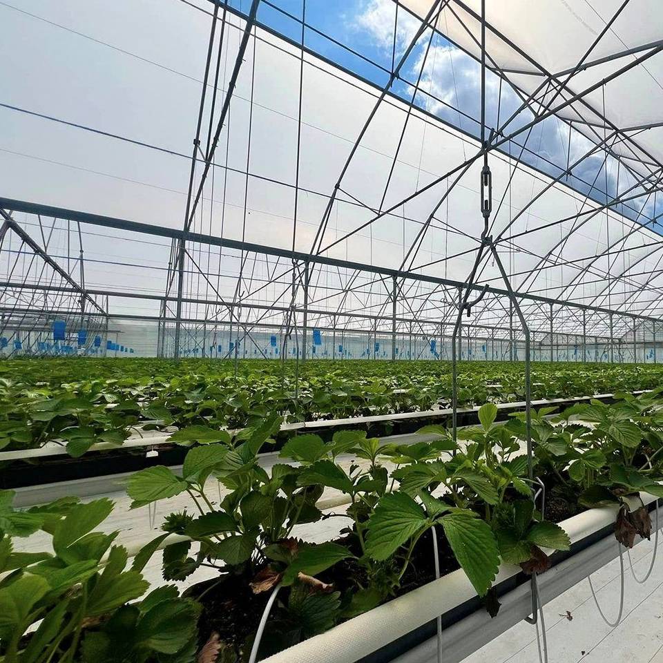 Young plants on growing benches inside an energy saving glass greenhouse