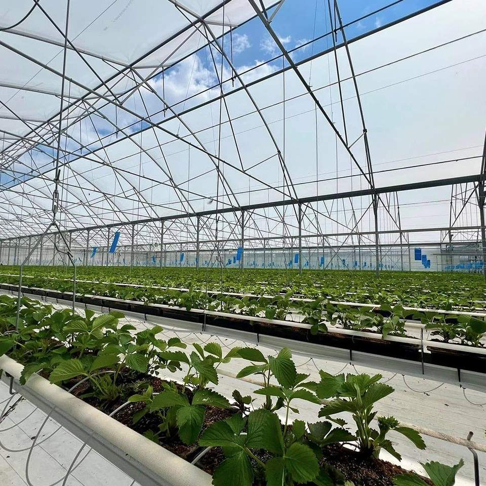 Juvenile crop plants on benches below a glass roof with a thermal screen above