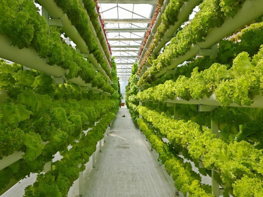 Vertical hydroponic growing towers inside a multi span glass greenhouse