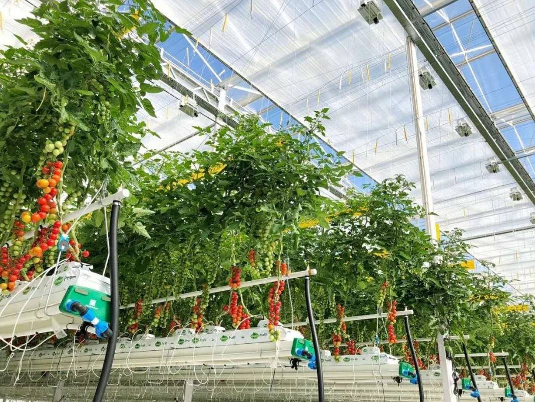 Tomato crop trained up strings inside a multi span glass greenhouse